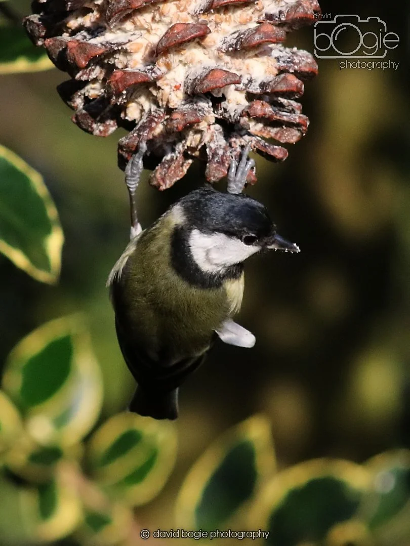 20251231 135230 Silverburn 0304.JPG