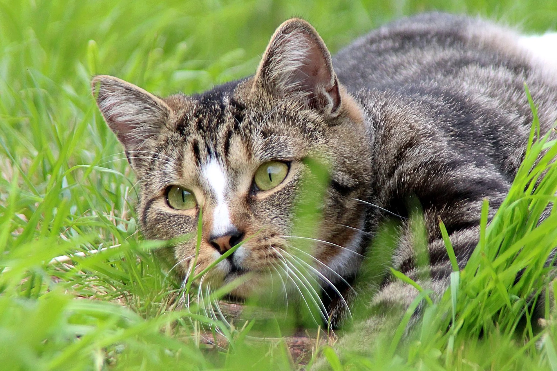 CATS 0251.jpg
