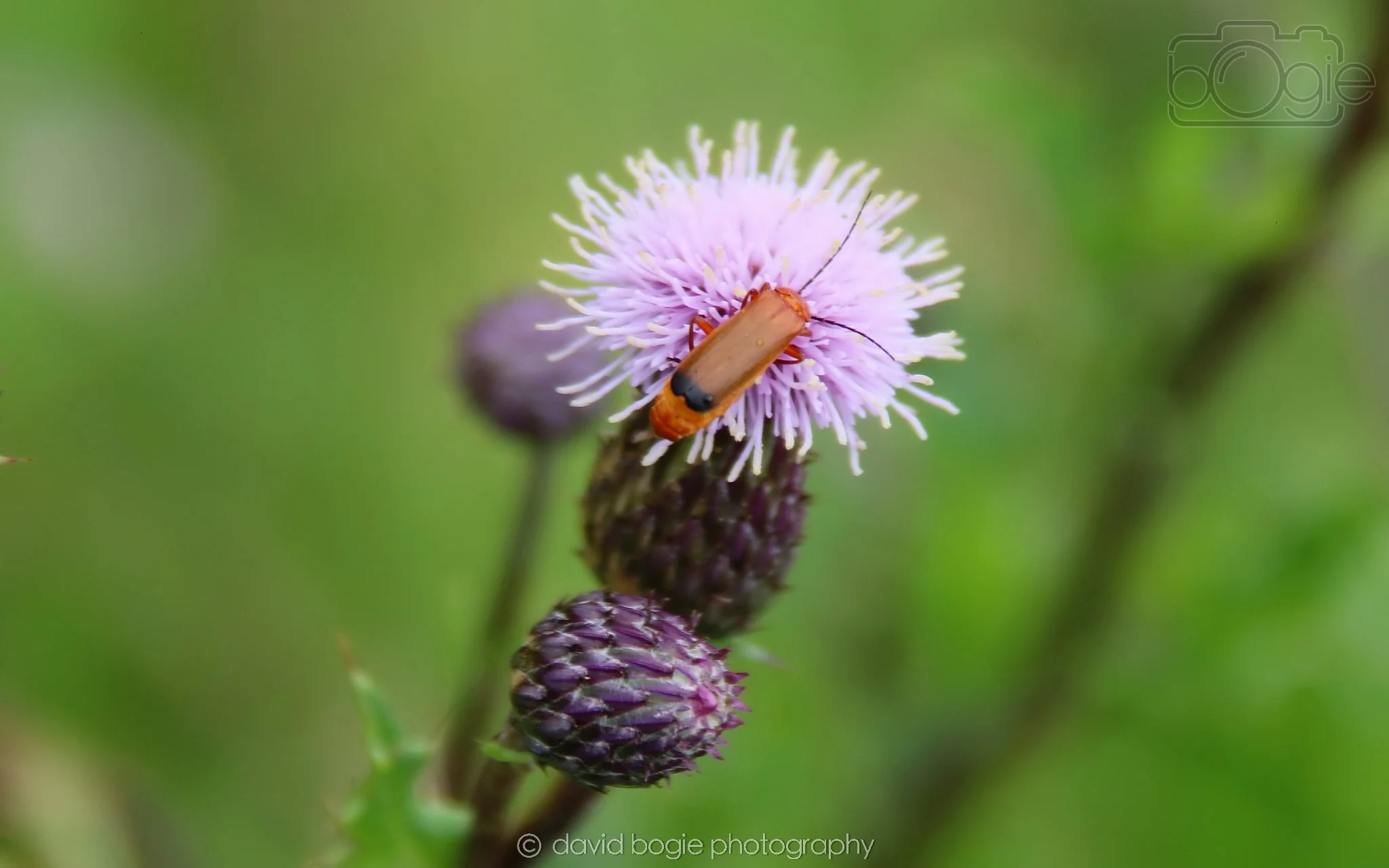 20230710 Lochore Meadows 124900 .jpg