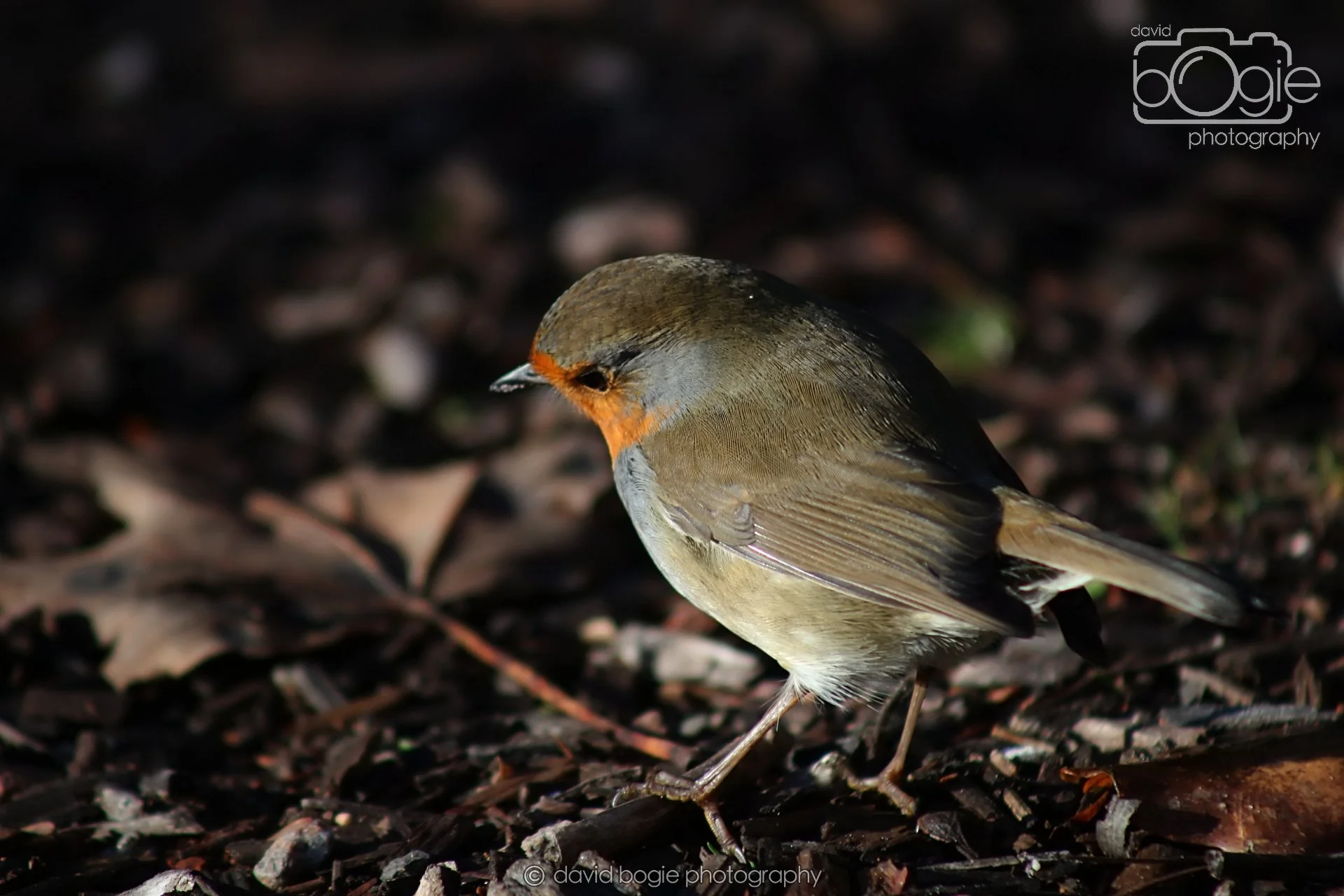 20251125 133050 Silverburn 0062.JPG