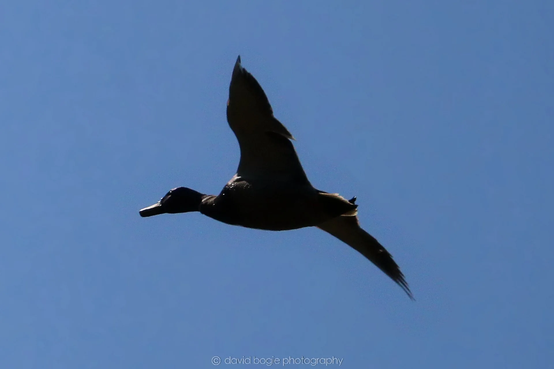 20210420 Lochore 30.jpg