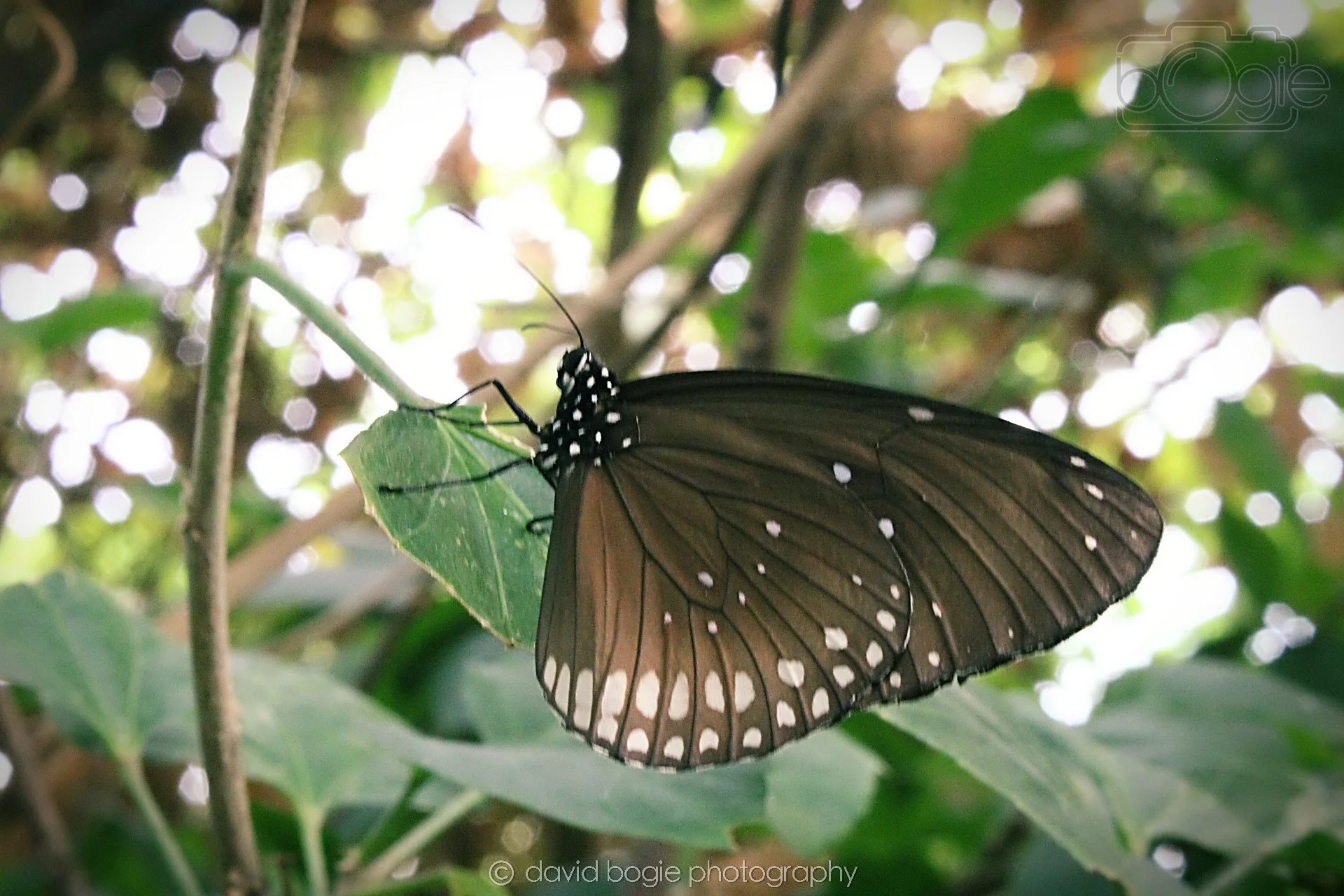 20191019 130904 Butterfly World 0039.jpg