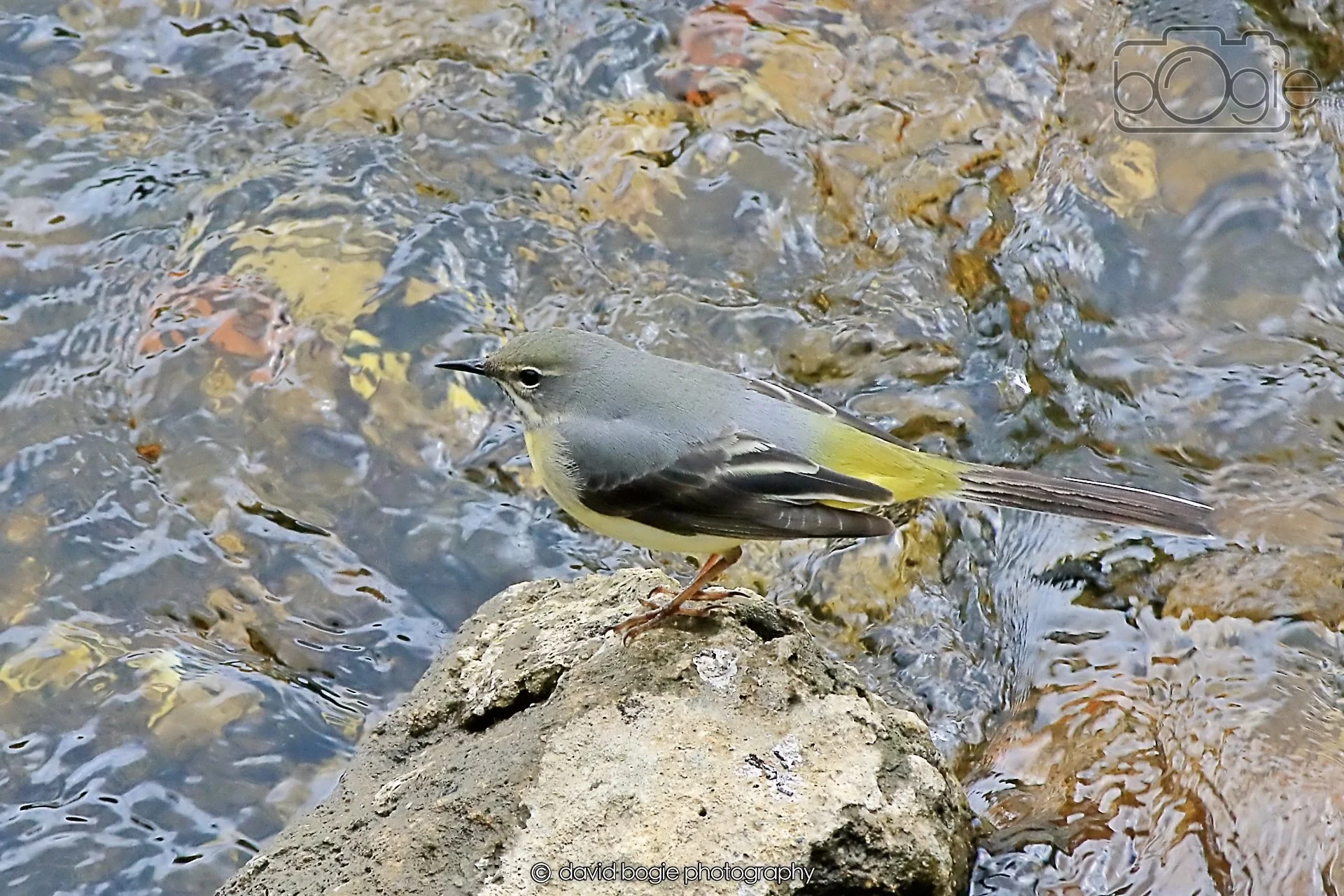 20260415 115510 Links Market 0084.jpg