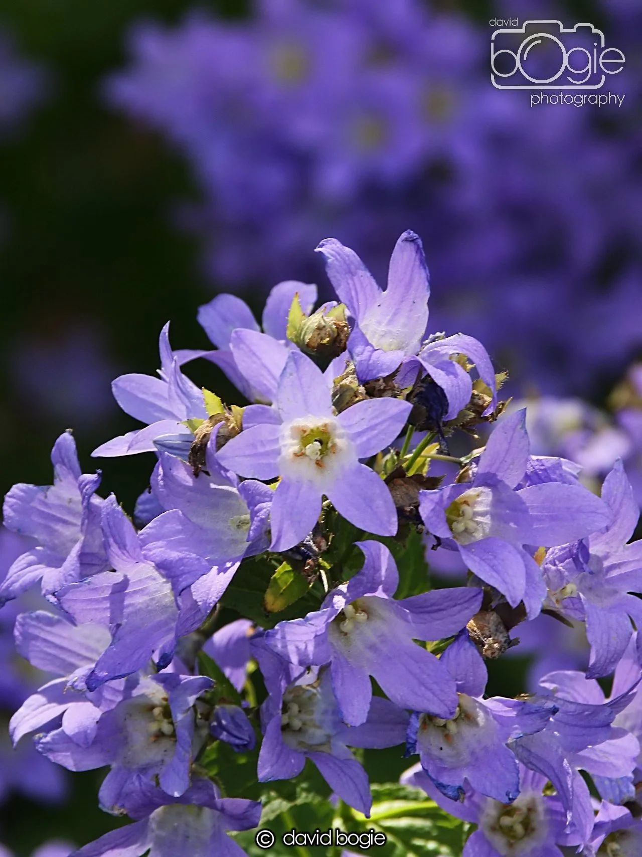 20240722 122516 Beveridge 0062.JPG