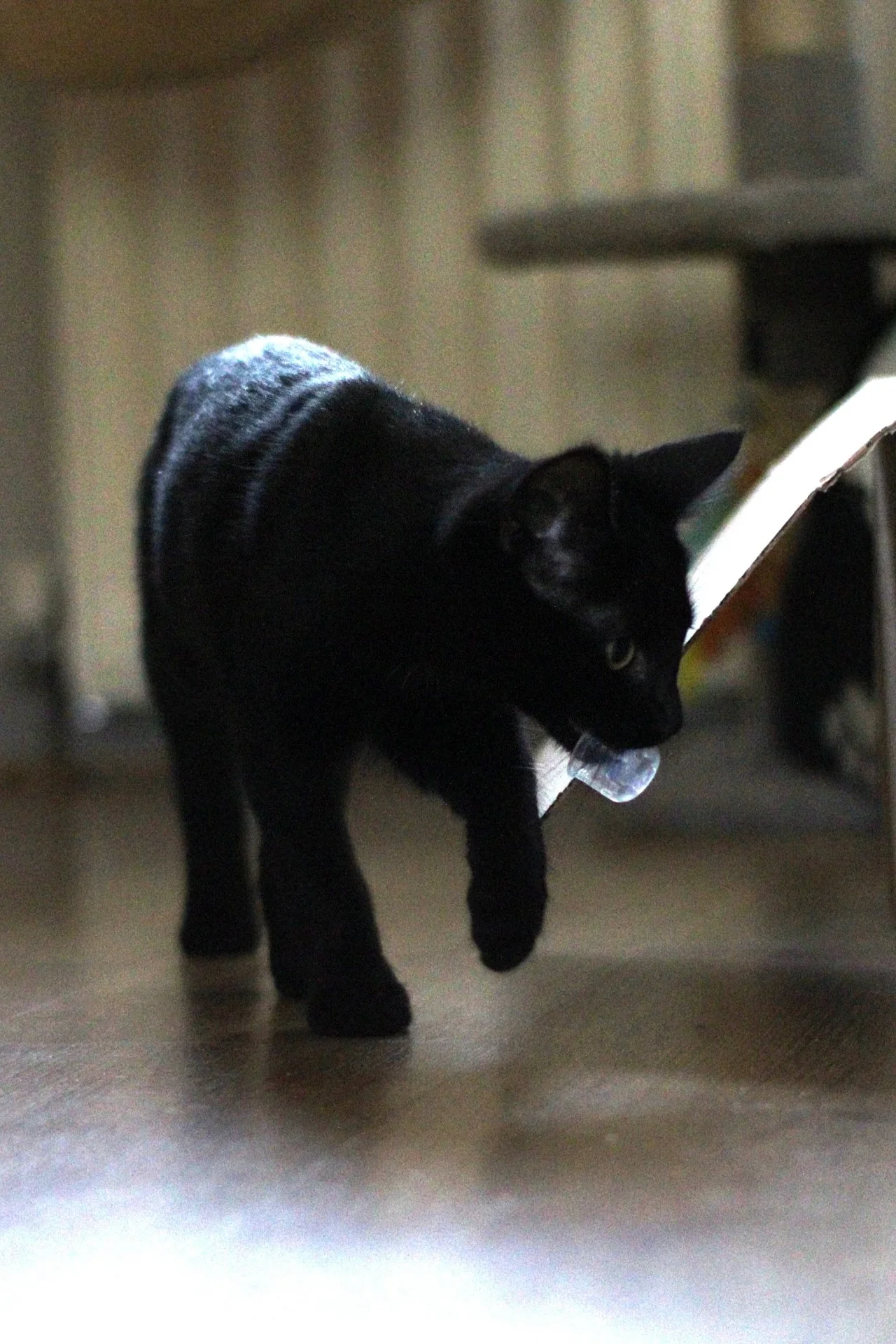 CATS 0208.jpg