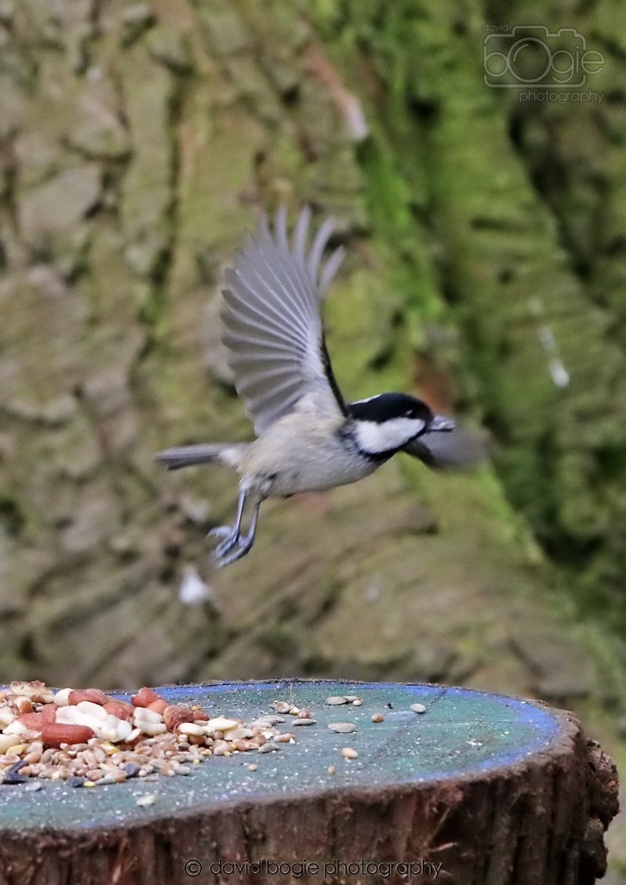 20260309 113426 Dunnikier 0201.jpg