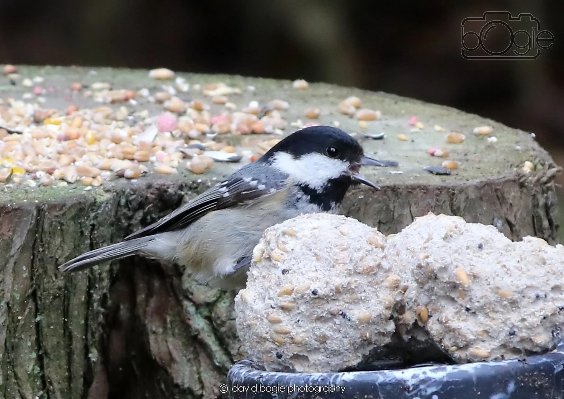 20260403 124612 Dunnikier 0217.jpg