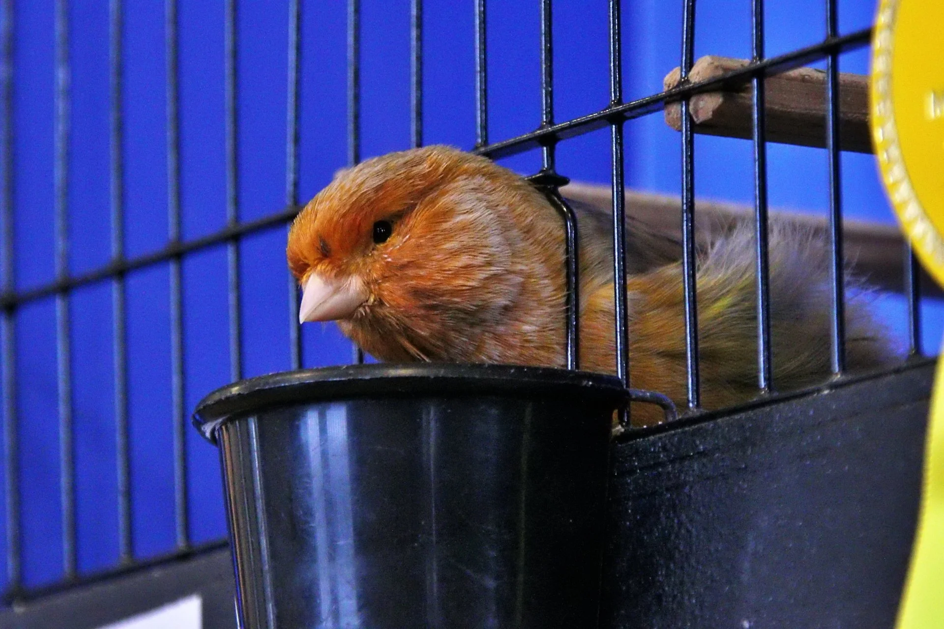 20241103 135217 MCBS Show 0677.JPG