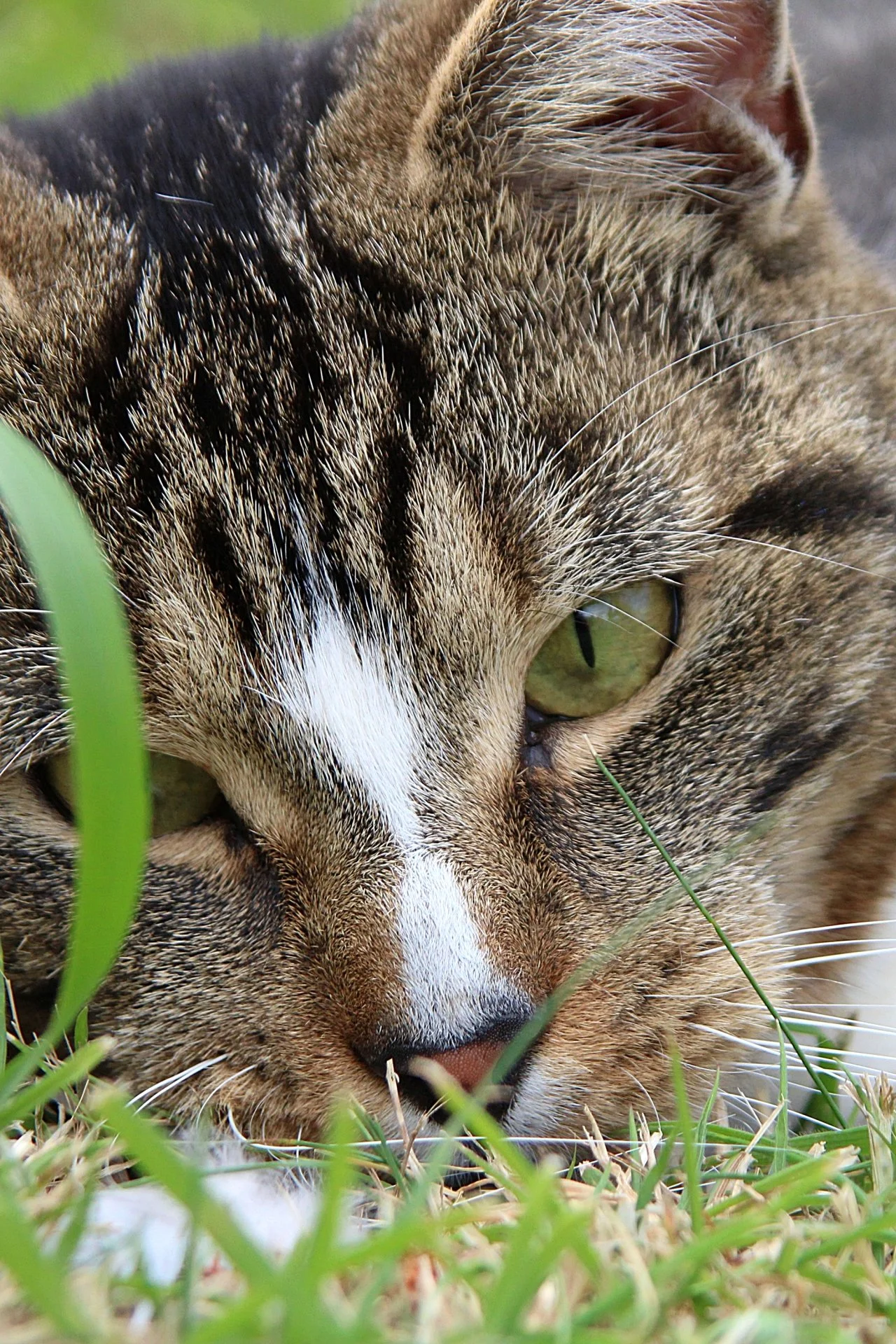 CATS 0276.jpg