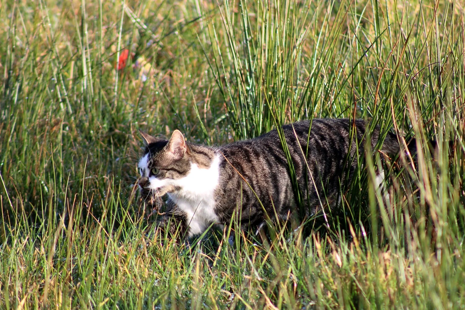 CATS 0030.jpg