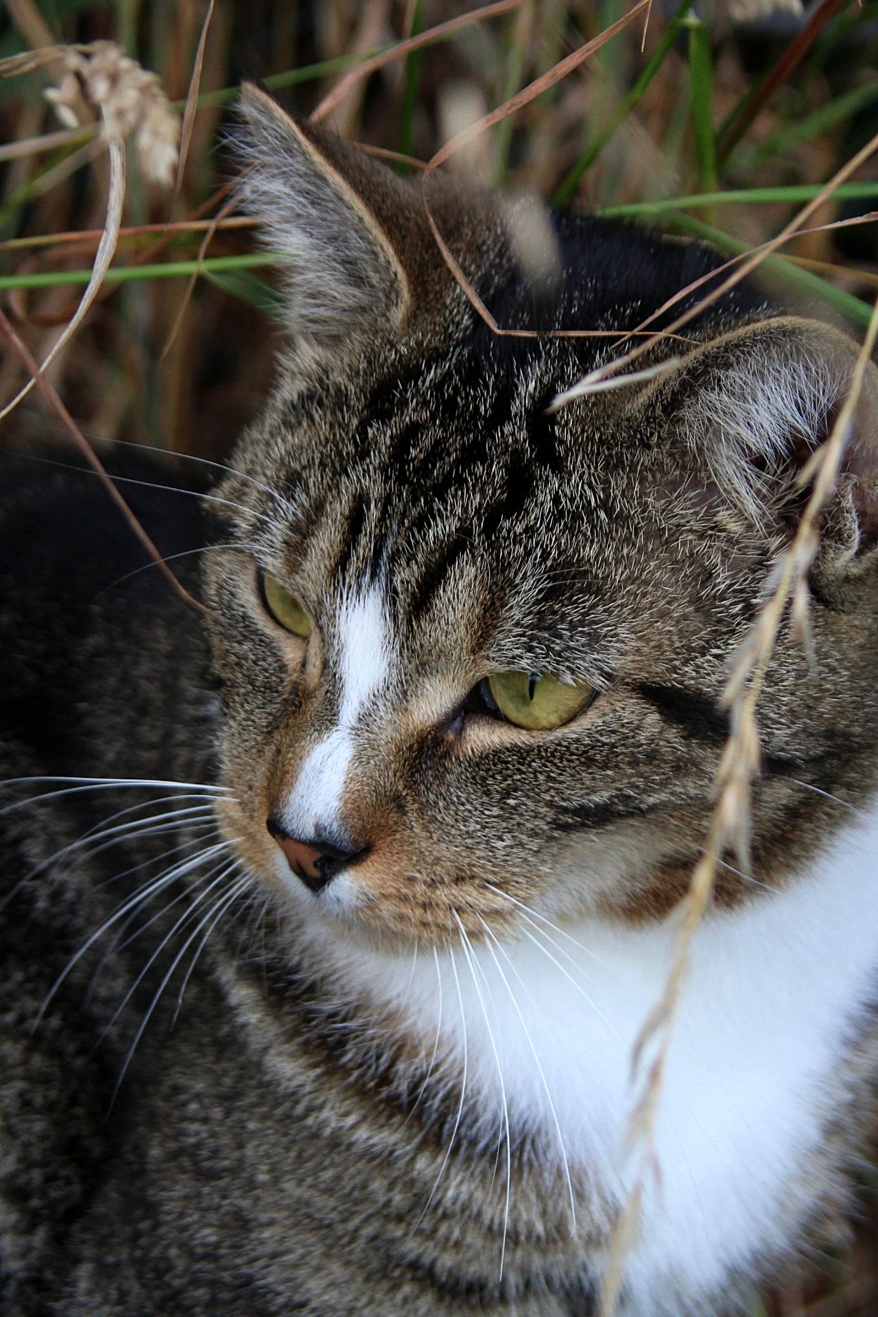 CATS 0235.jpg