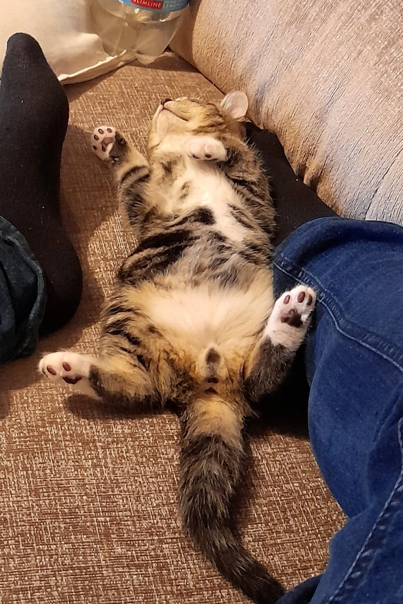 CATS 0065.jpg