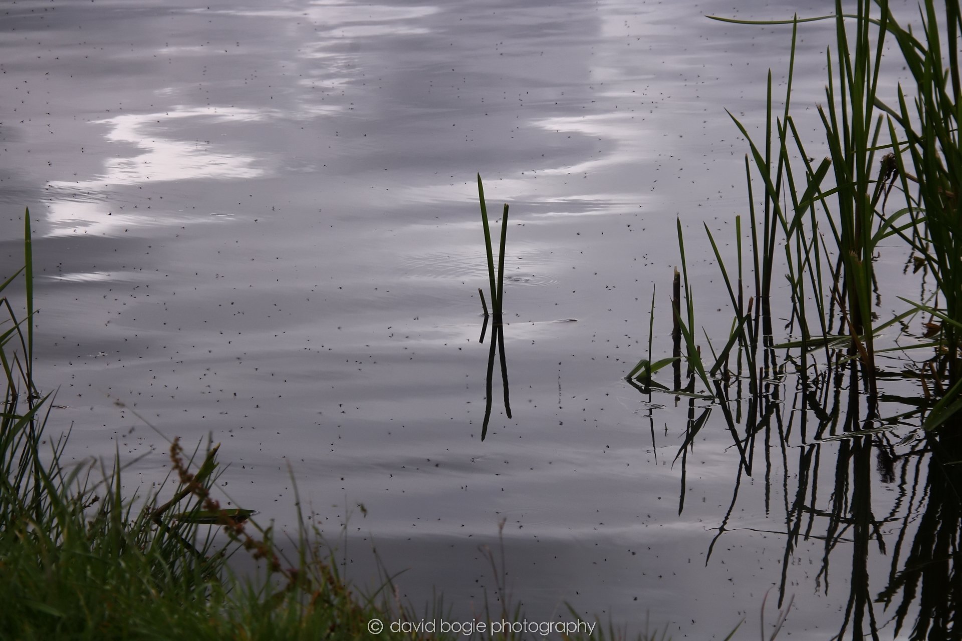 YEAR20240706 122555 Lochore Meadows0328.jpg