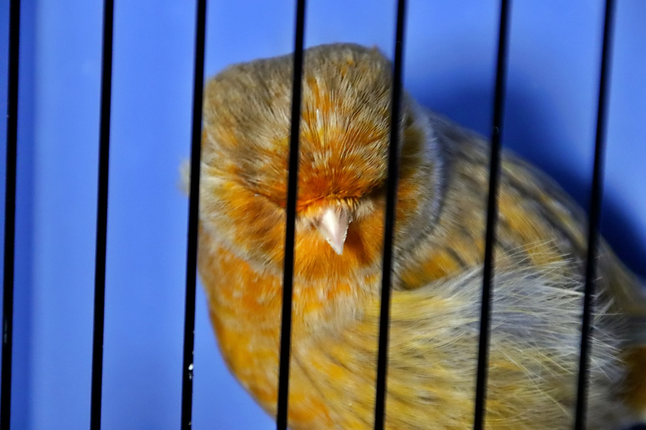 20251102 131256 Markinch CBS  0723.JPG