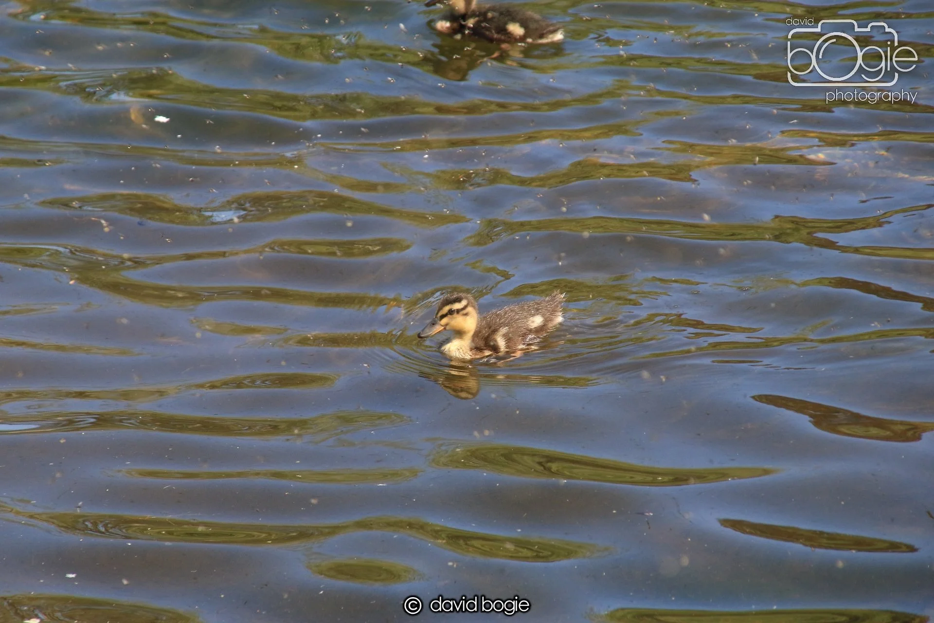 20250517 133122 Beveridge Park 0599.JPG