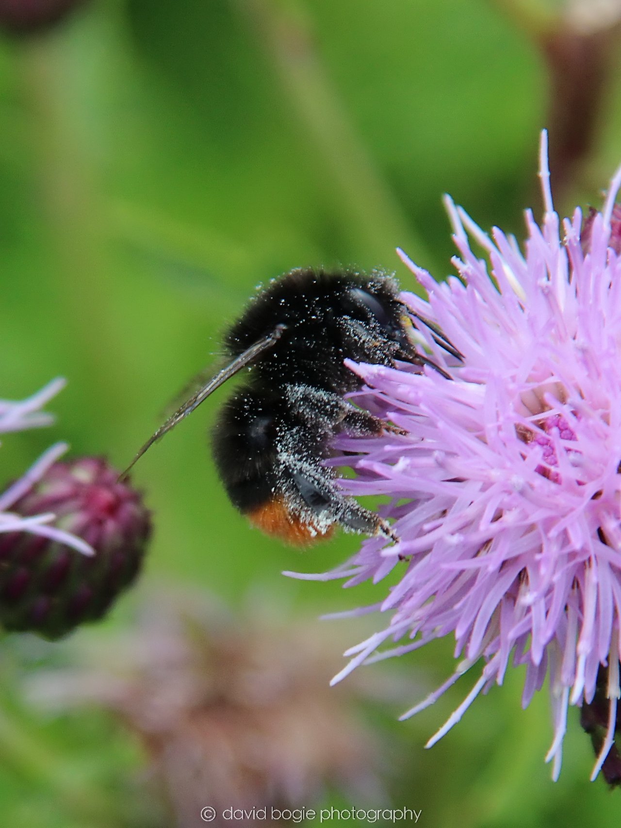 YEAR20230710 Lochore Meadows 115600 00007.jpg