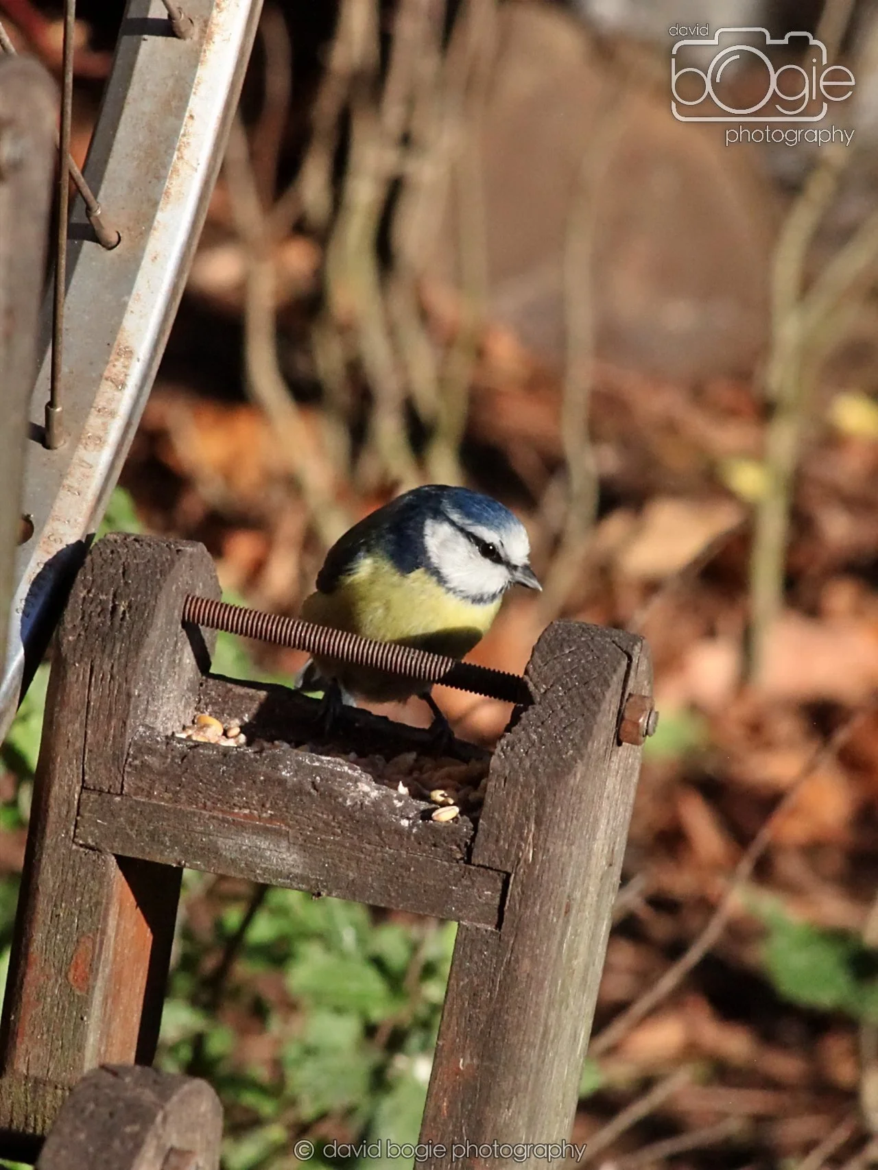 20251125 135650 Silverburn 0268.JPG