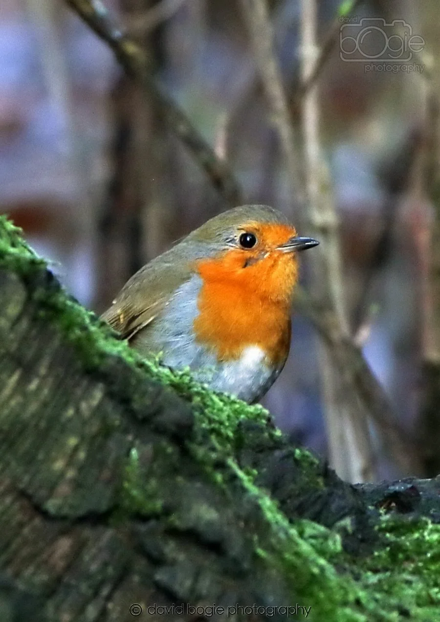 20260306 113753 Dunnikier 0187.jpg