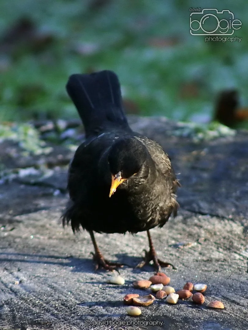 20251231 130744 Silverburn 0055.JPG