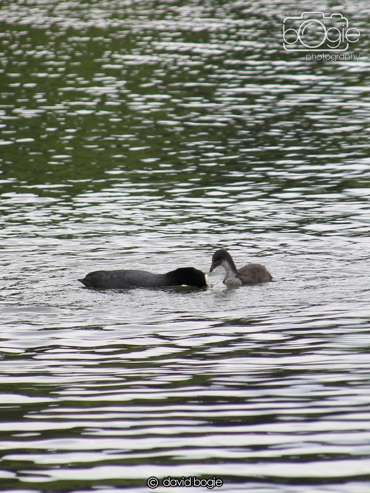 20250613 113620 Beveridge 0001.JPG