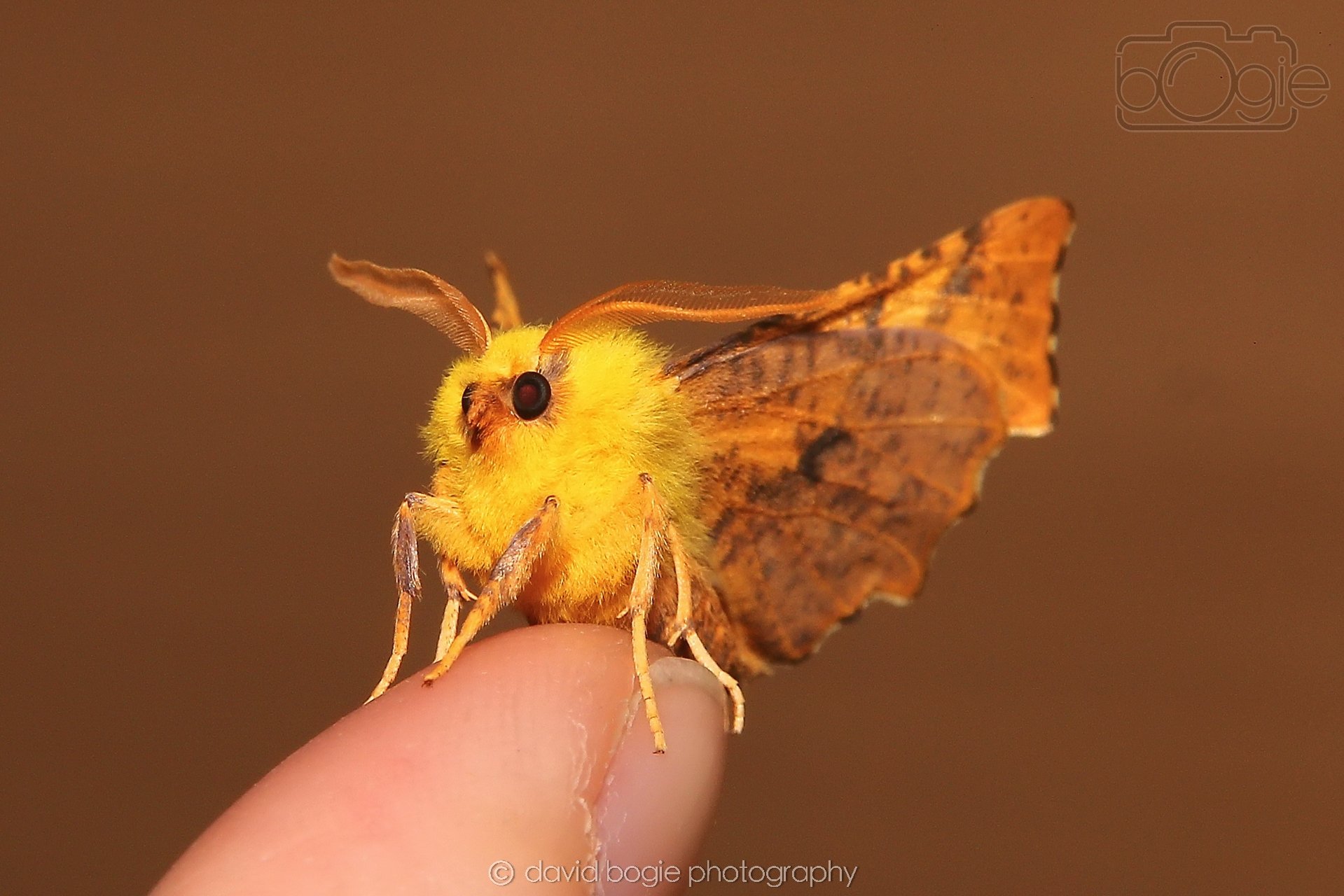 20240925 Moth IMG_0412 (1).jpg