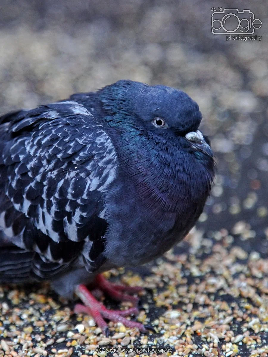 20260115 160959 Glasgow 0193.JPG