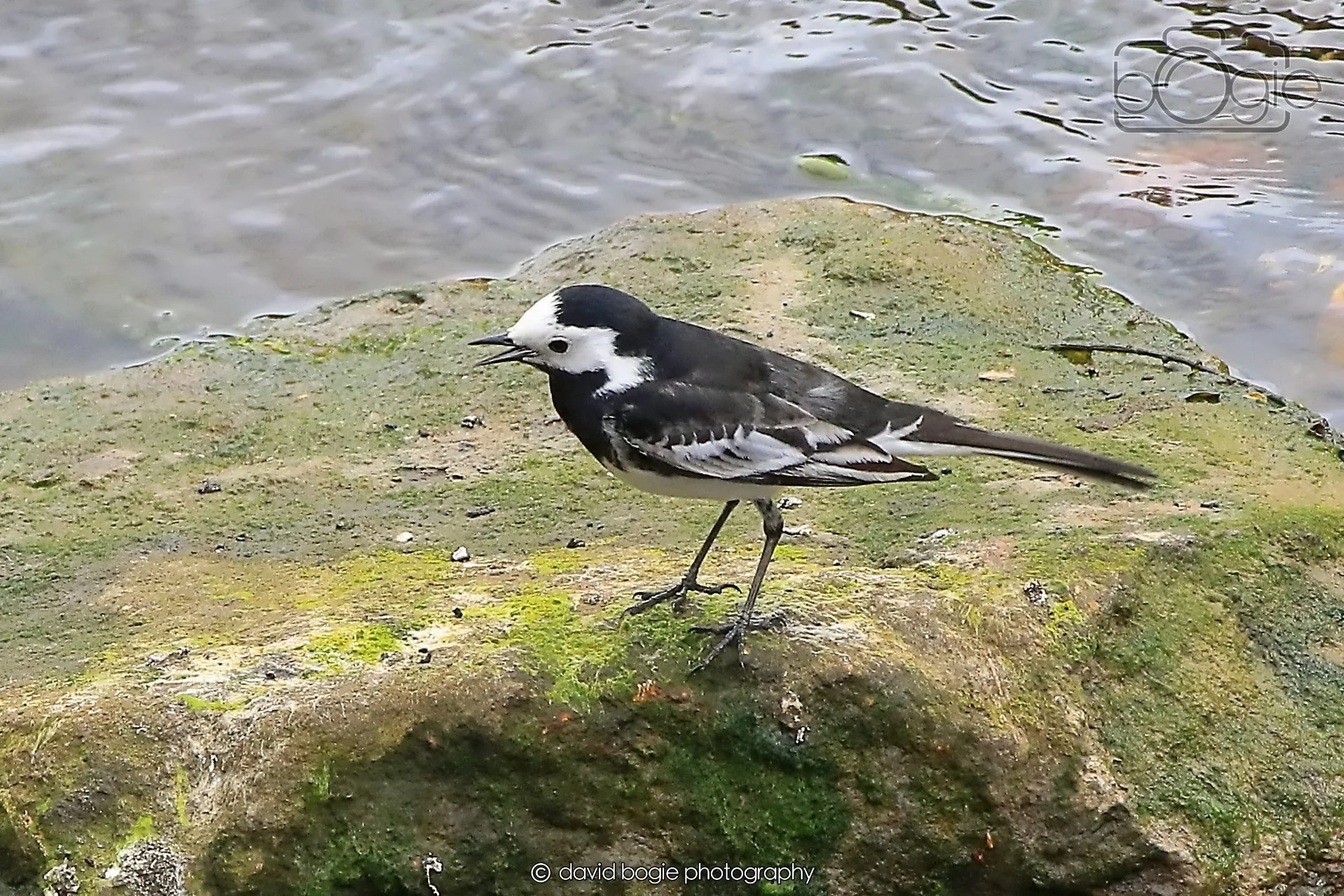 20260415 115745 Links Market 0118.jpg