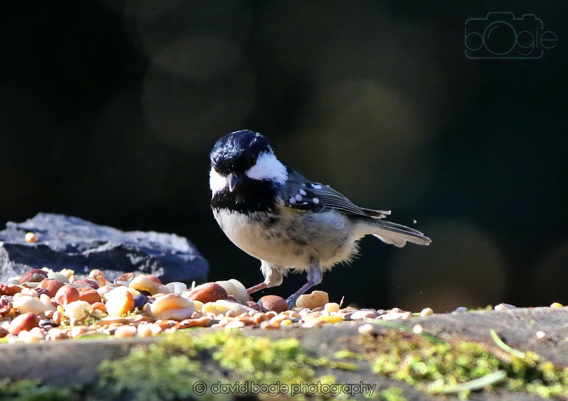 20260320 142913 Ravenscraig 0276.jpg