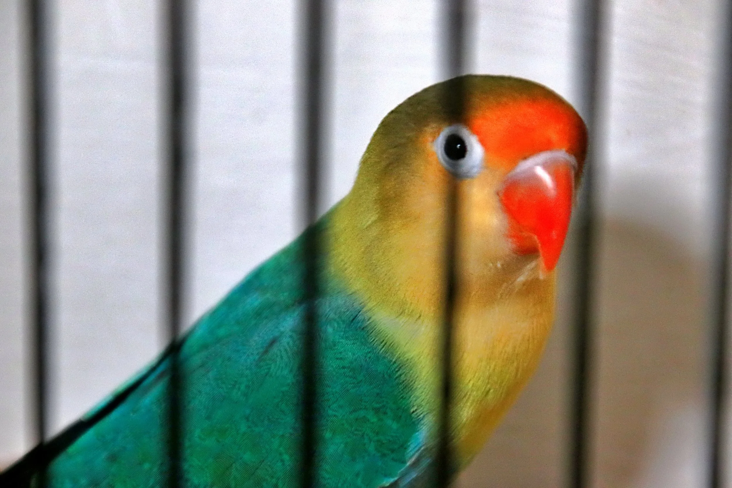 20251102 124900 Markinch CBS  0558.JPG