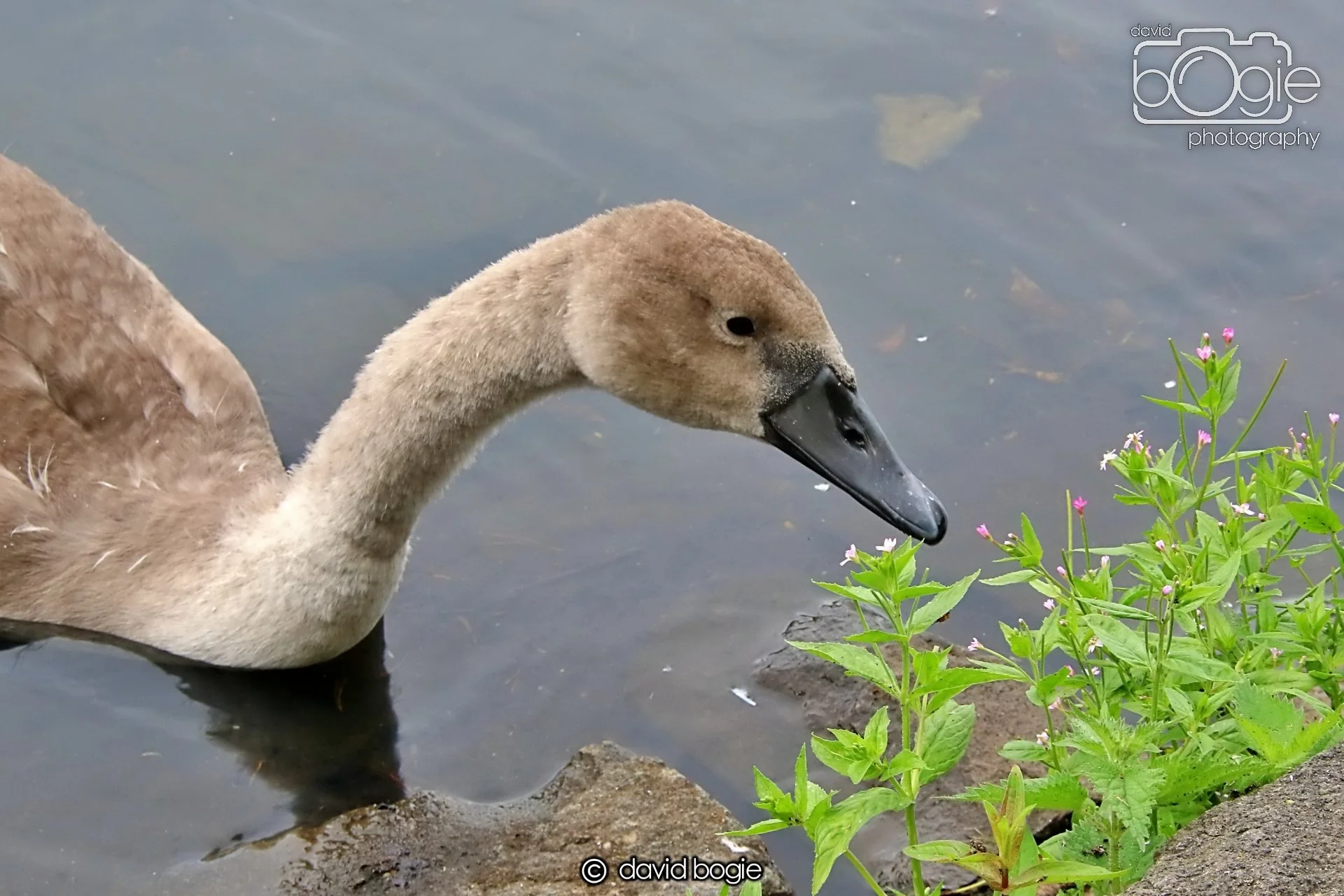 20250721 124202 Beveridge Park 0256.JPG