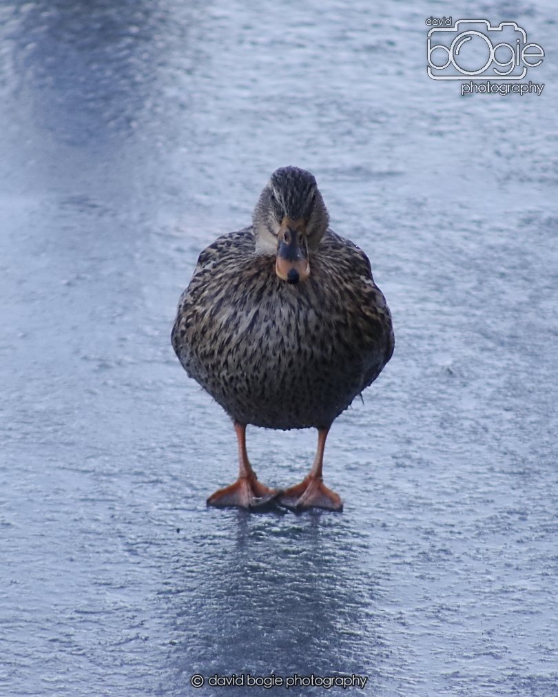 20260103 112702 Beveridge Park 0066.JPG