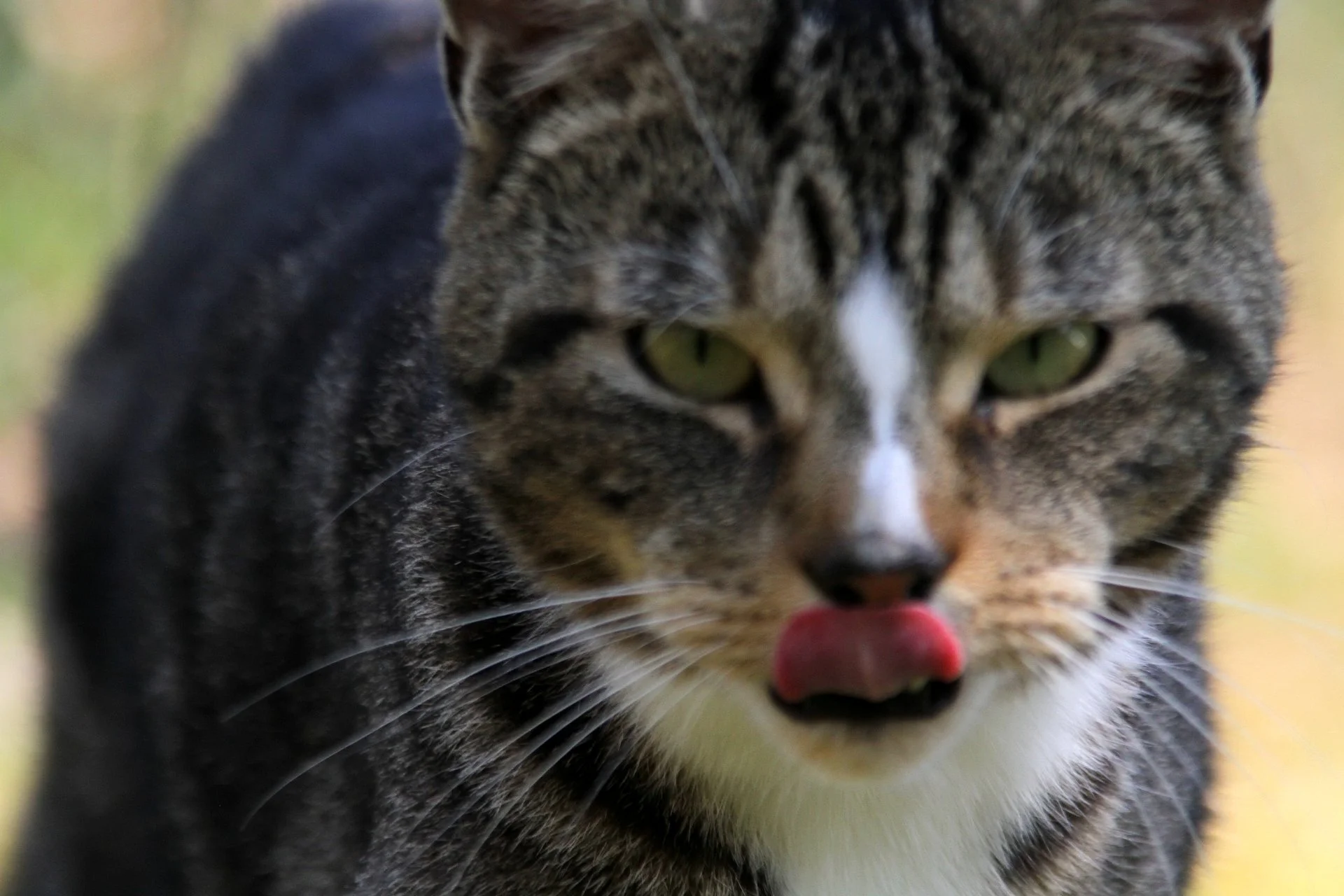 CATS 0422.jpg