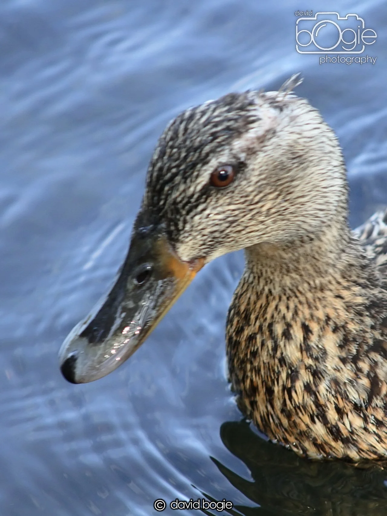 20240502 103051 Beveridge 0051.JPG