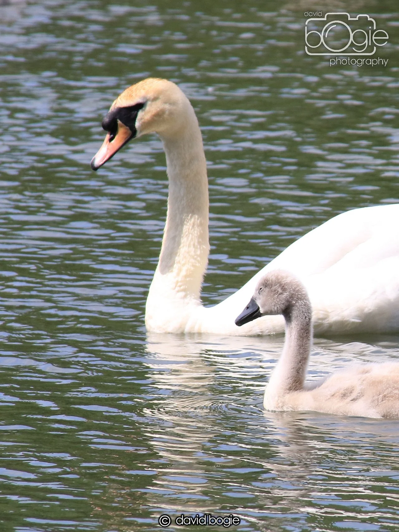 20250613 115023 Beveridge 0040.JPG