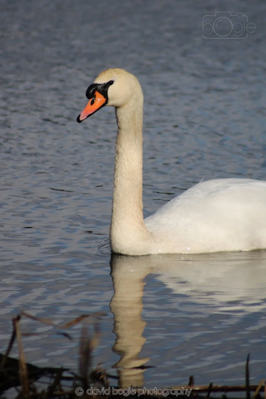 SWAN006
