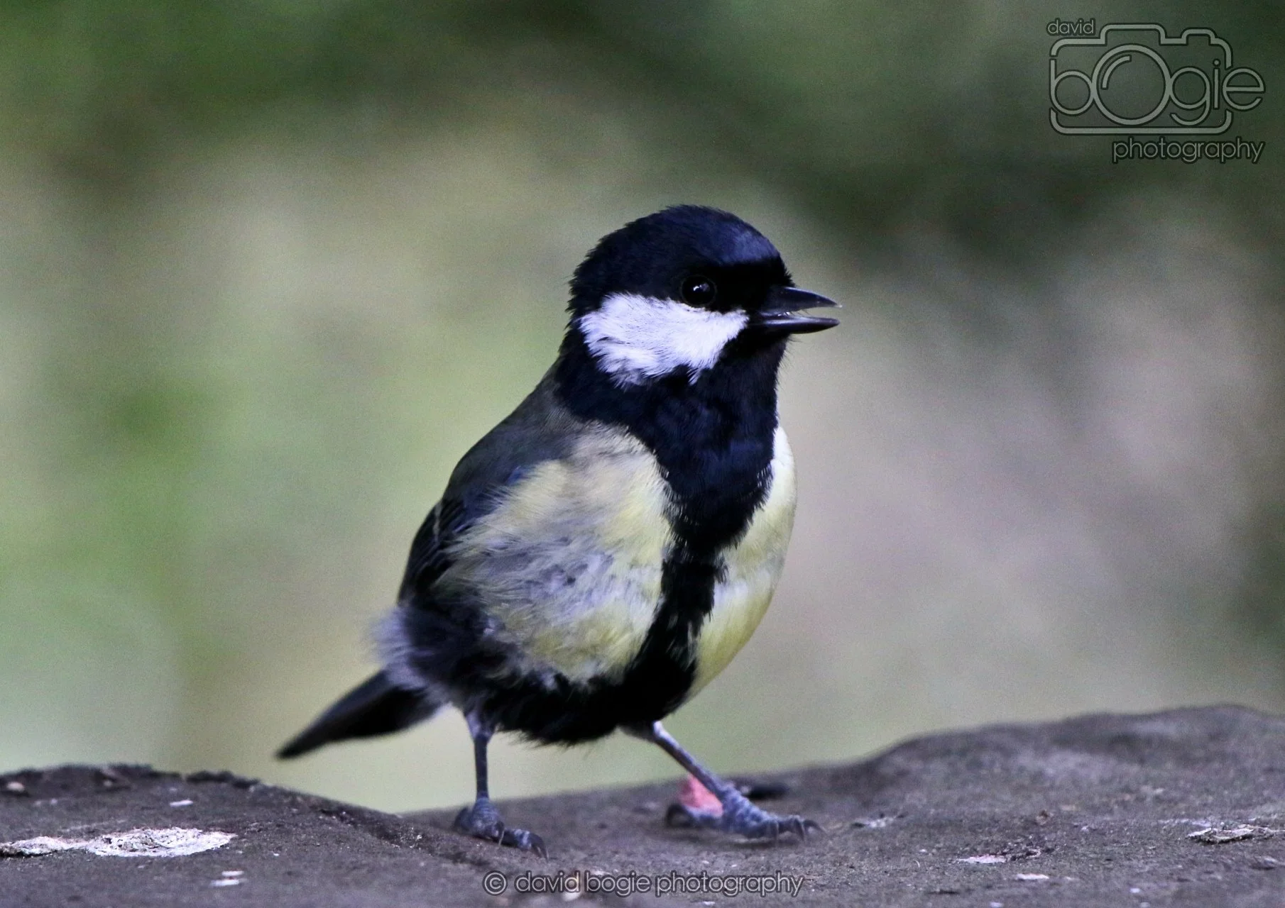 20260324 125501 Pittencrieff Park 0284.jpg