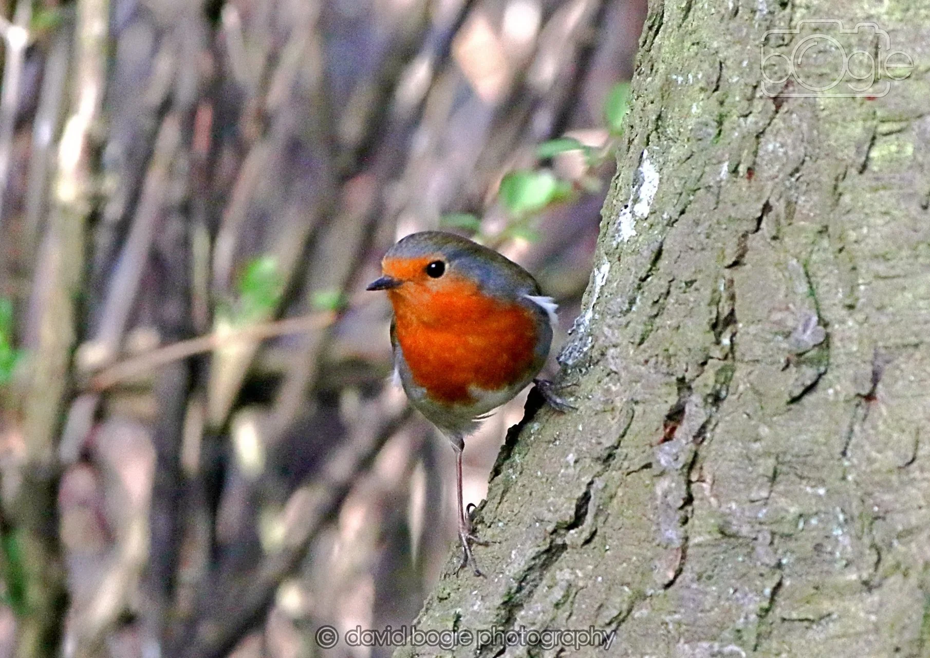 20260322 144845 Dunnikier 0180.jpg