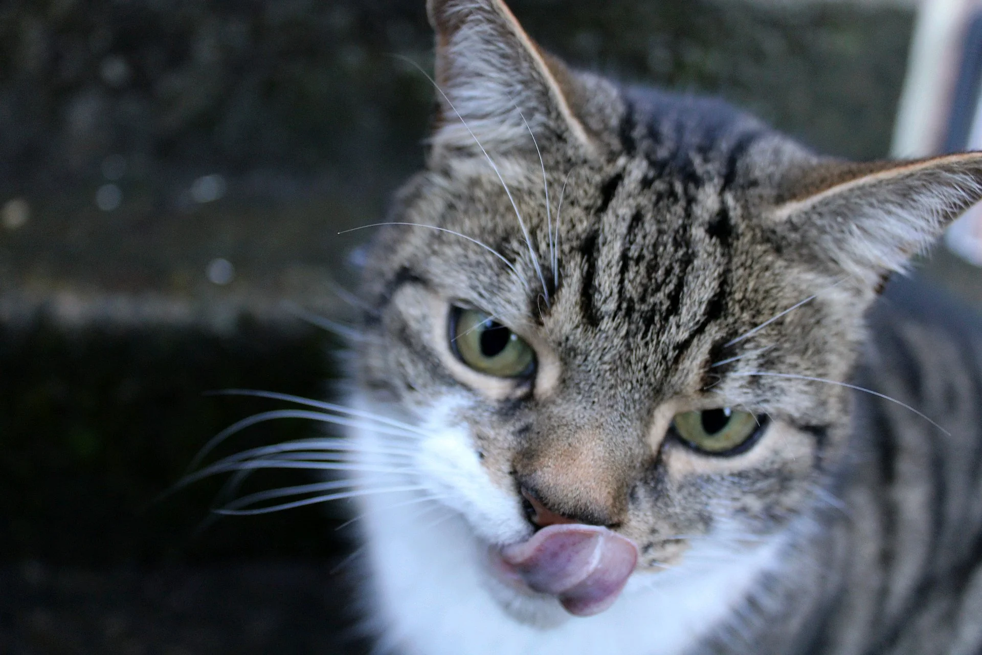CATS 0019.jpg