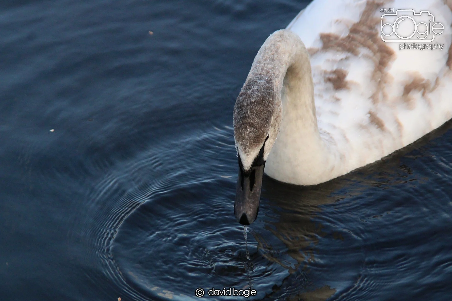 20220101 Beveridge Park 9 .JPG