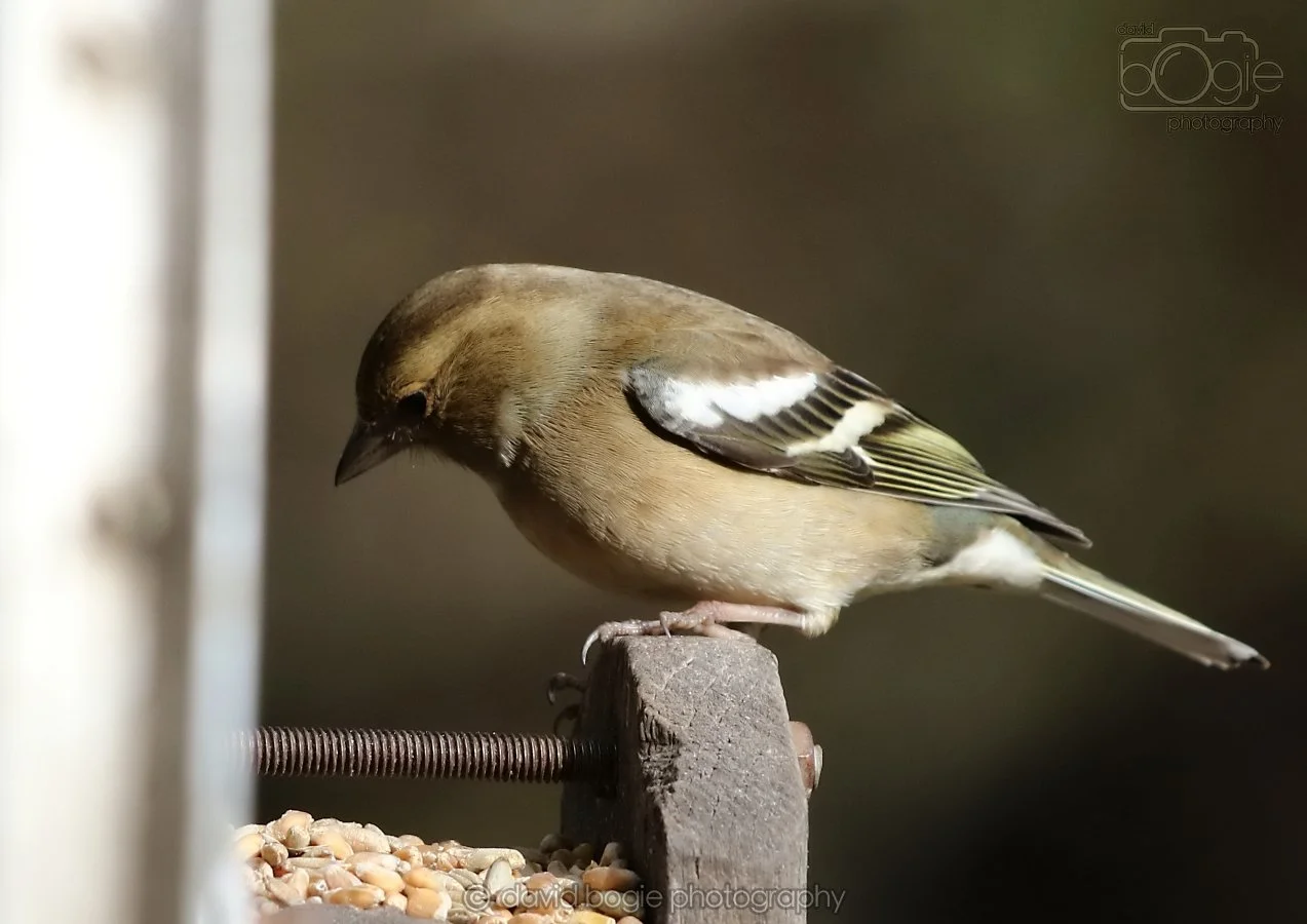 20260314 143713 Silverburn 0315.jpg