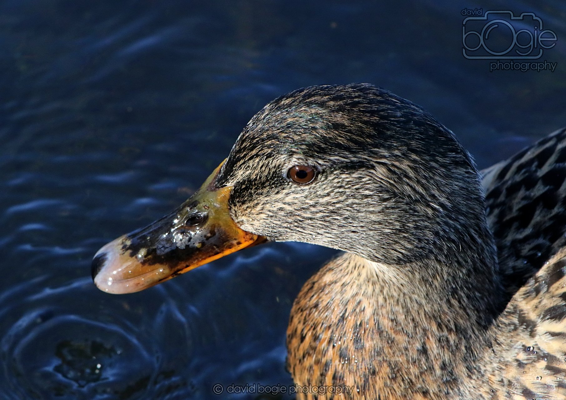 20260319 113549 Beveridge Park 0149.jpg