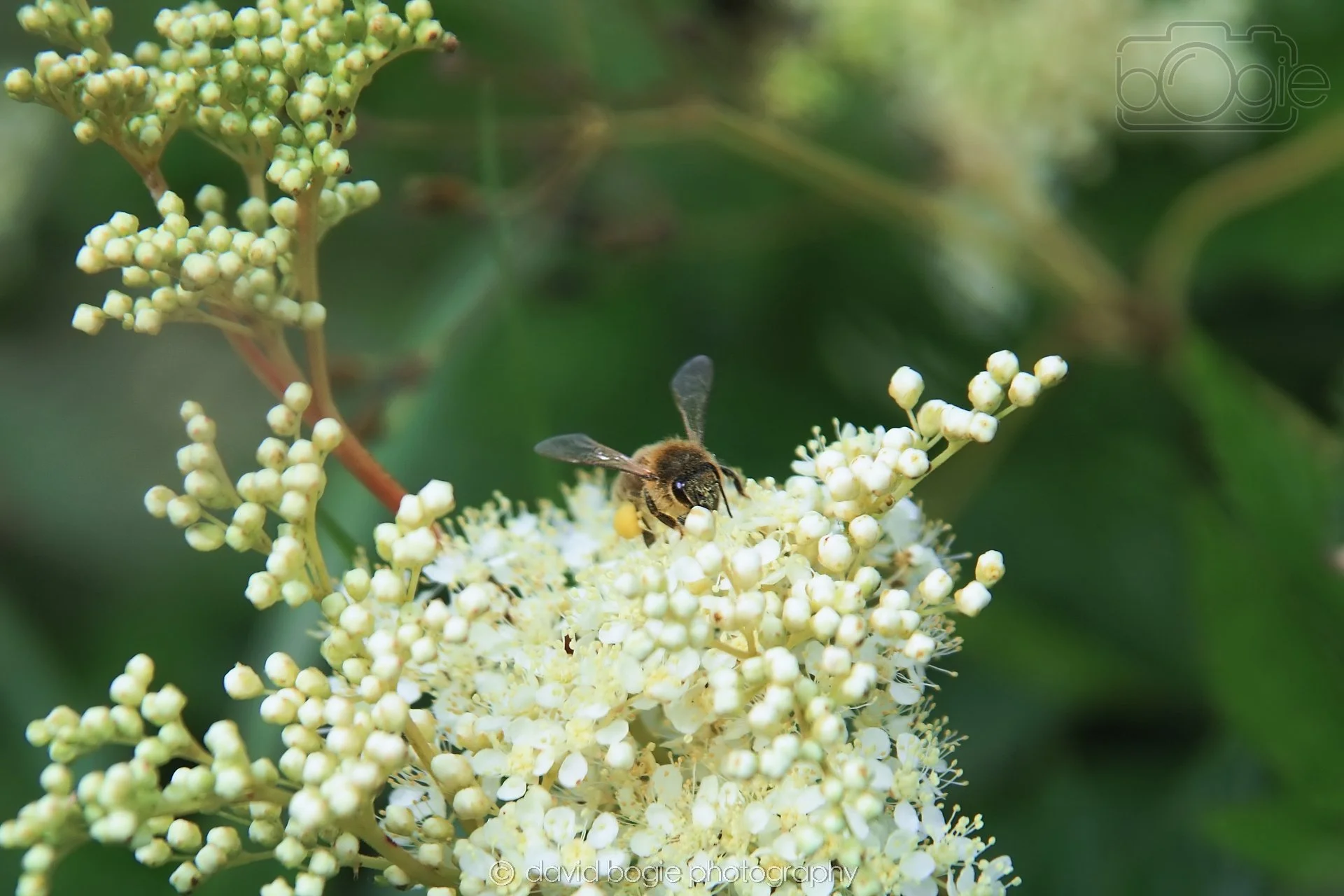 20230710 Lochore Meadows 113400 00000.jpg