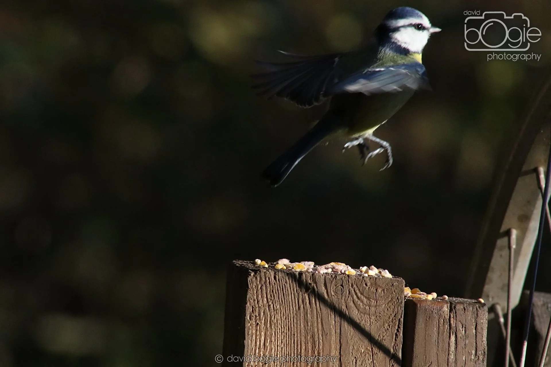 20251125 141403 Silverburn 0649.JPG