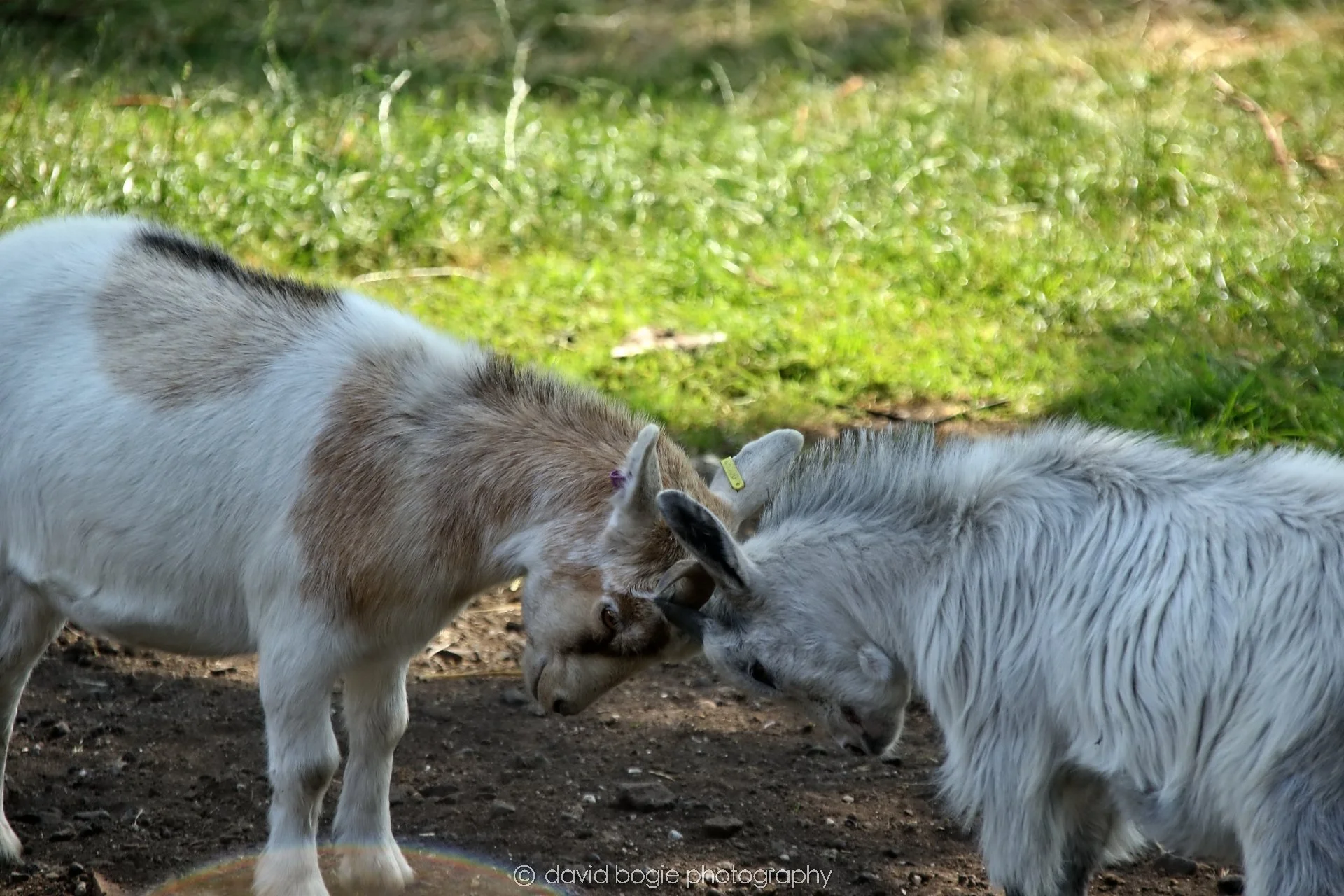 YEAR20250813 133725 Buffallo Farm 0161.jpg