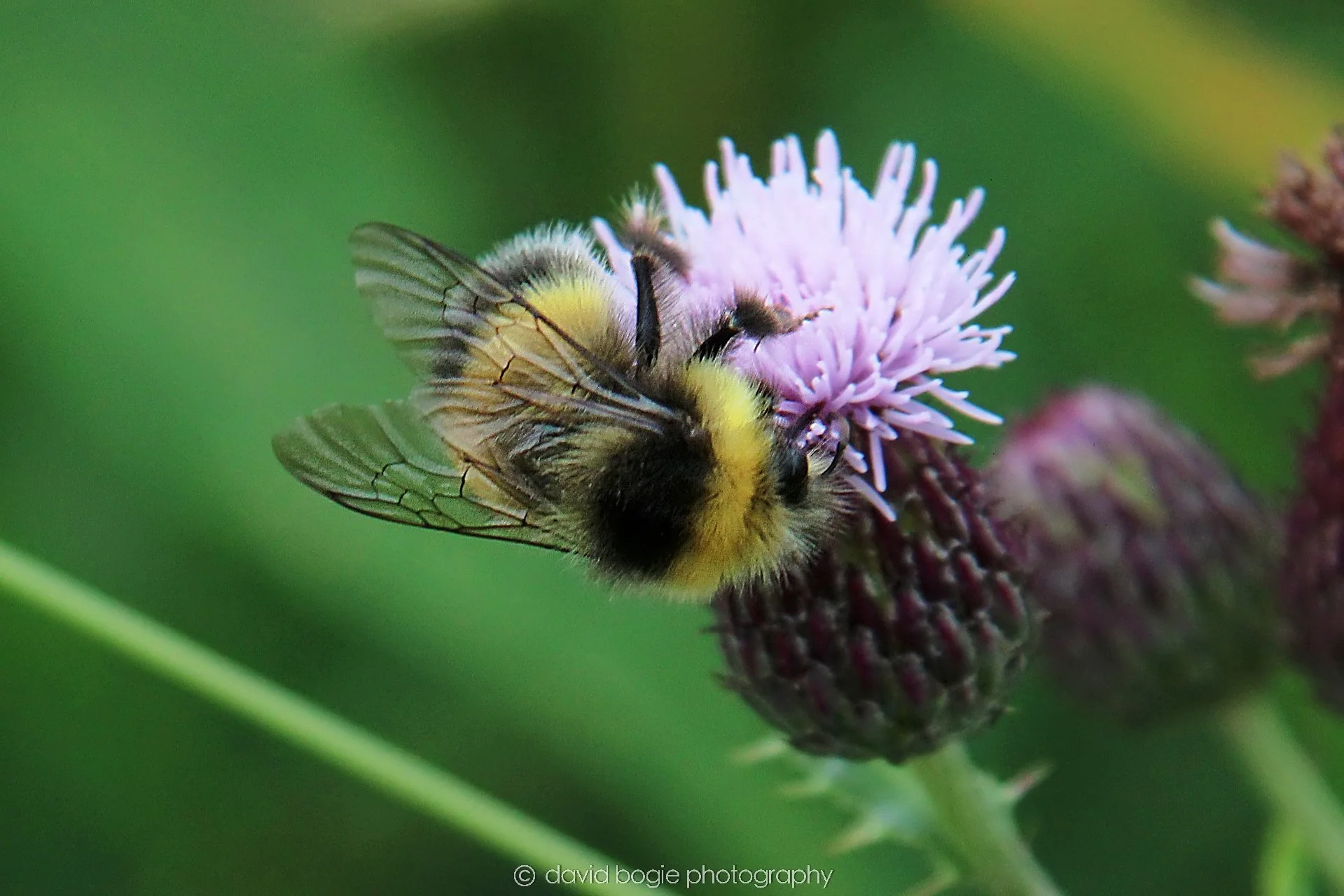 YEAR20230710 Lochore Meadows 122000 00001.jpg