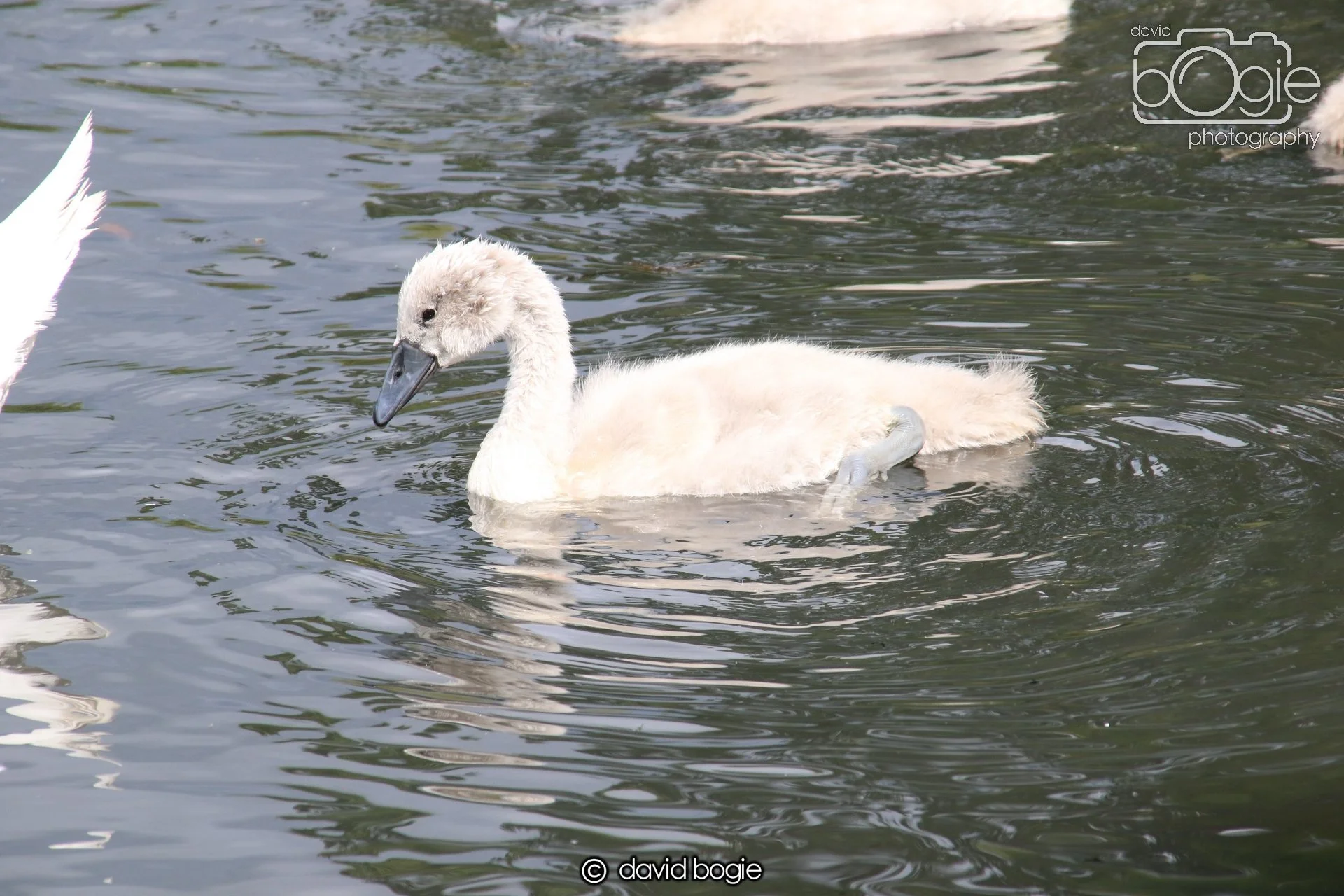 20250613 114212 Beveridge 0016.JPG