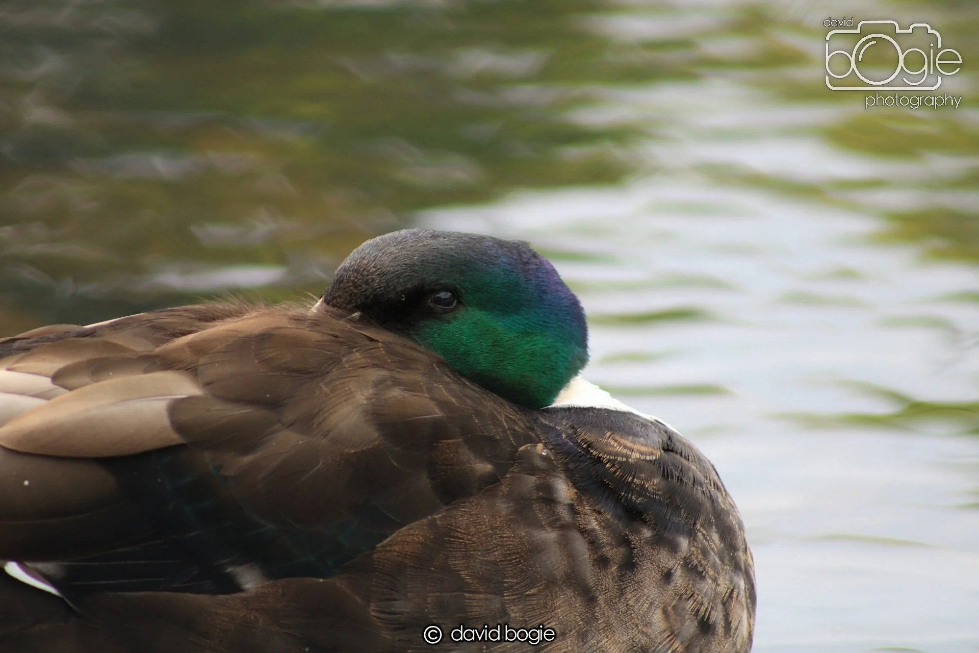 20190527 111550 Beveridge 0004.JPG