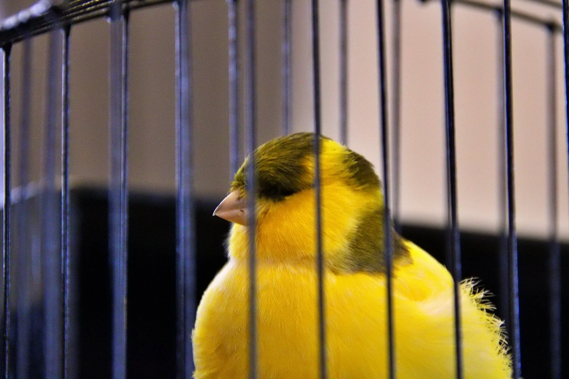 20241103 145148 MCBS Show 0782.JPG