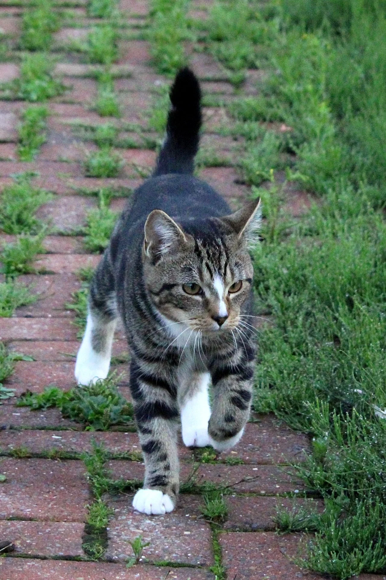 CATS 0121.jpg