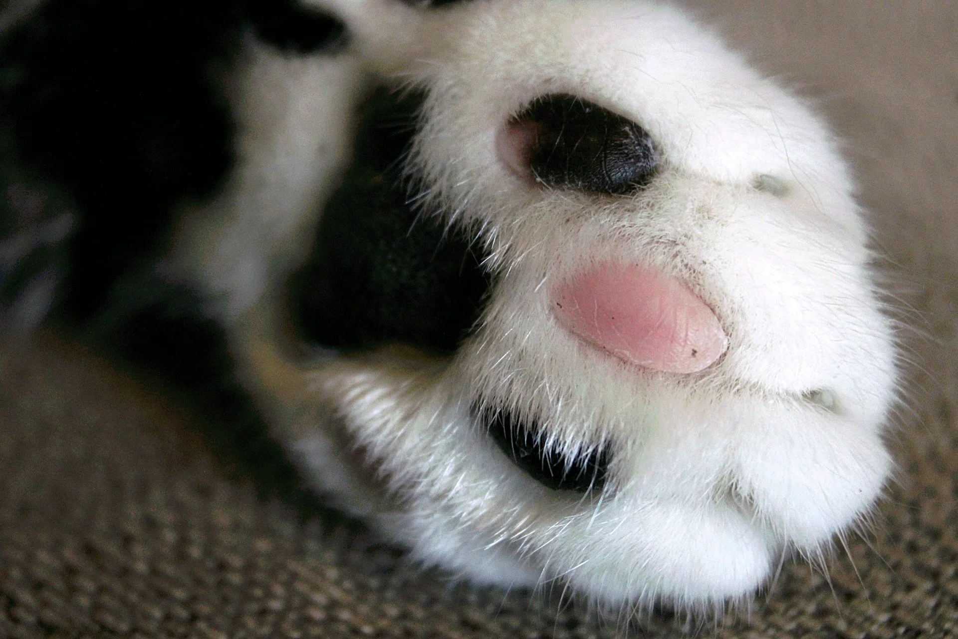 CATS 0027.jpg